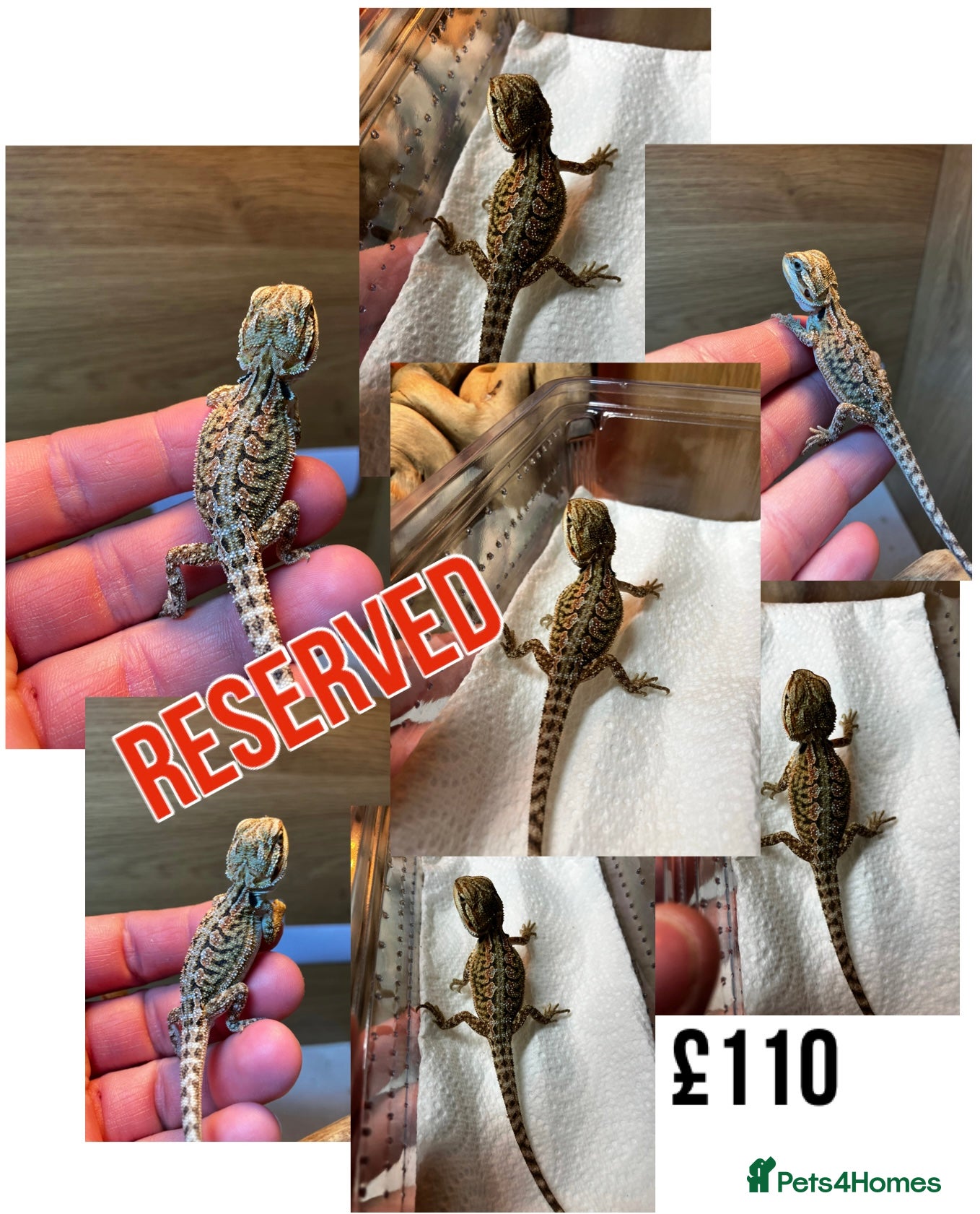 Bearded Dragon reptiles for sale: Baby Bearded Dragons For Sale! - Advert 28