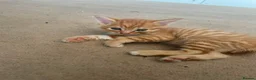 Mixed Breed cats for sale: Gorgeous kittens for sale  - Advert 10