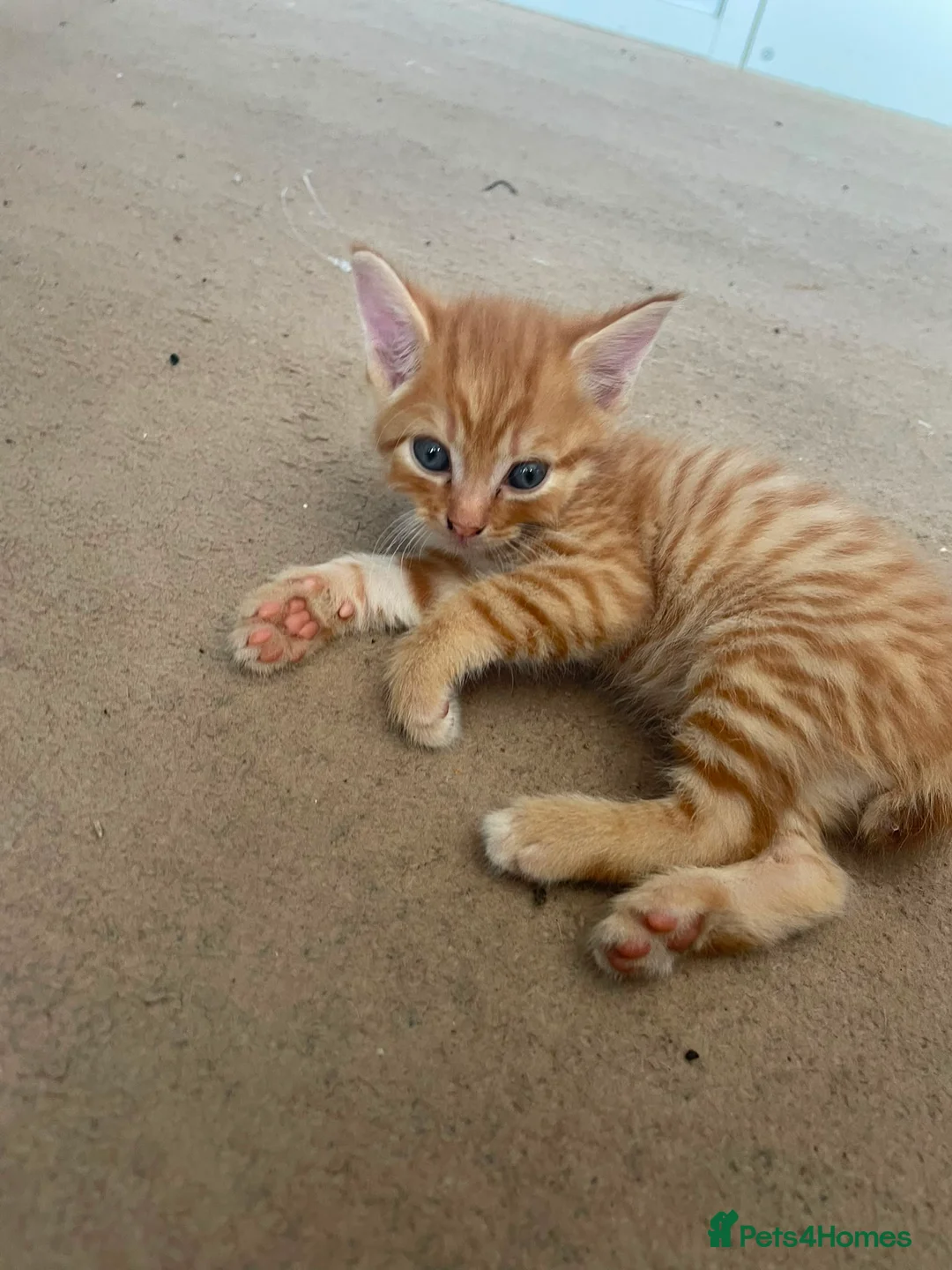 Mixed Breed cats for sale: Gorgeous kittens for sale  - Advert 10