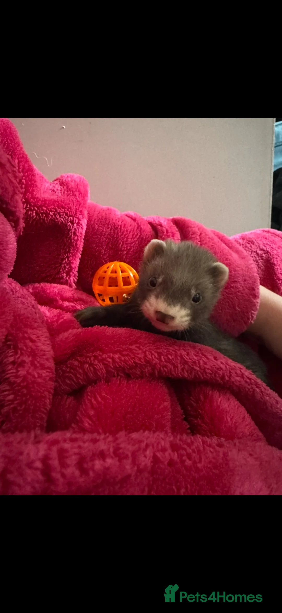 Ferret rodents for sale: Ferret in Bristol - Advert 3
