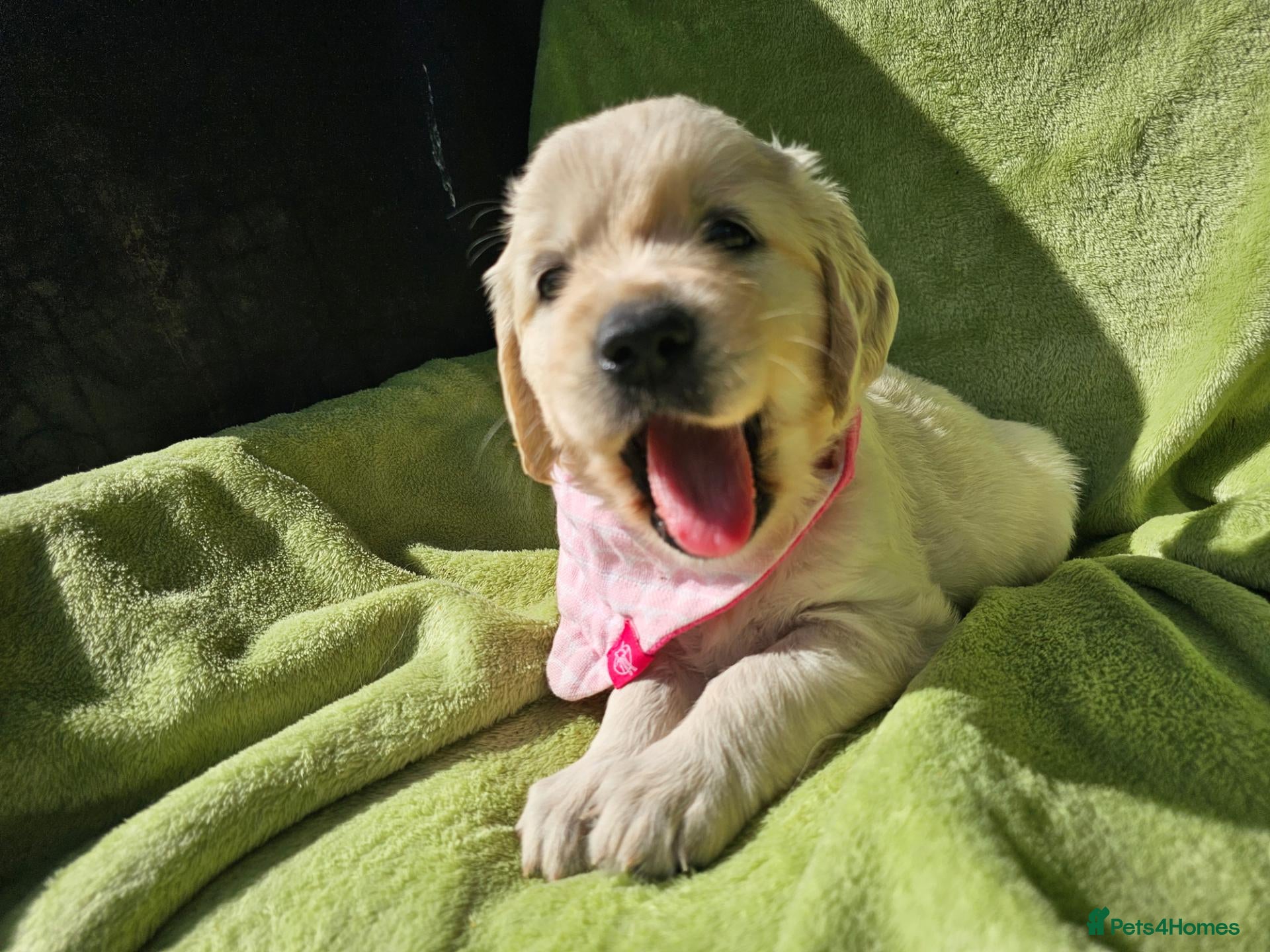 Golden Retriever dogs Outstanding Kc registered Golden Retriever puppies - Advert 16