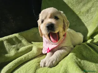 Golden Retriever dogs Outstanding Kc registered Golden Retriever puppies - Advert 16