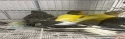 Mixed Breed birds for sale: Canaries, cockatiels budgies - Advert 4
