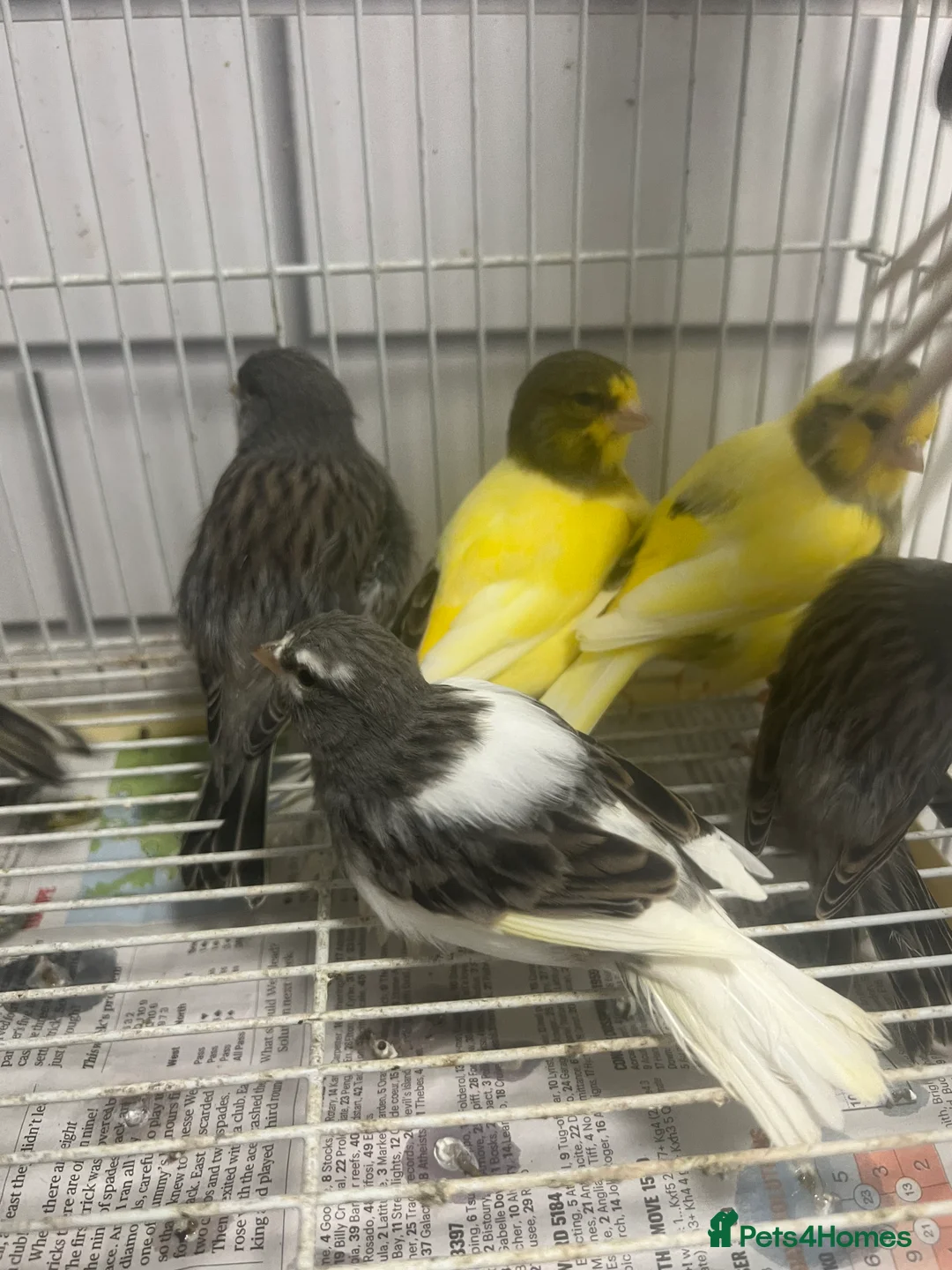 Mixed Breed birds for sale: Canaries, budgies - Advert 15