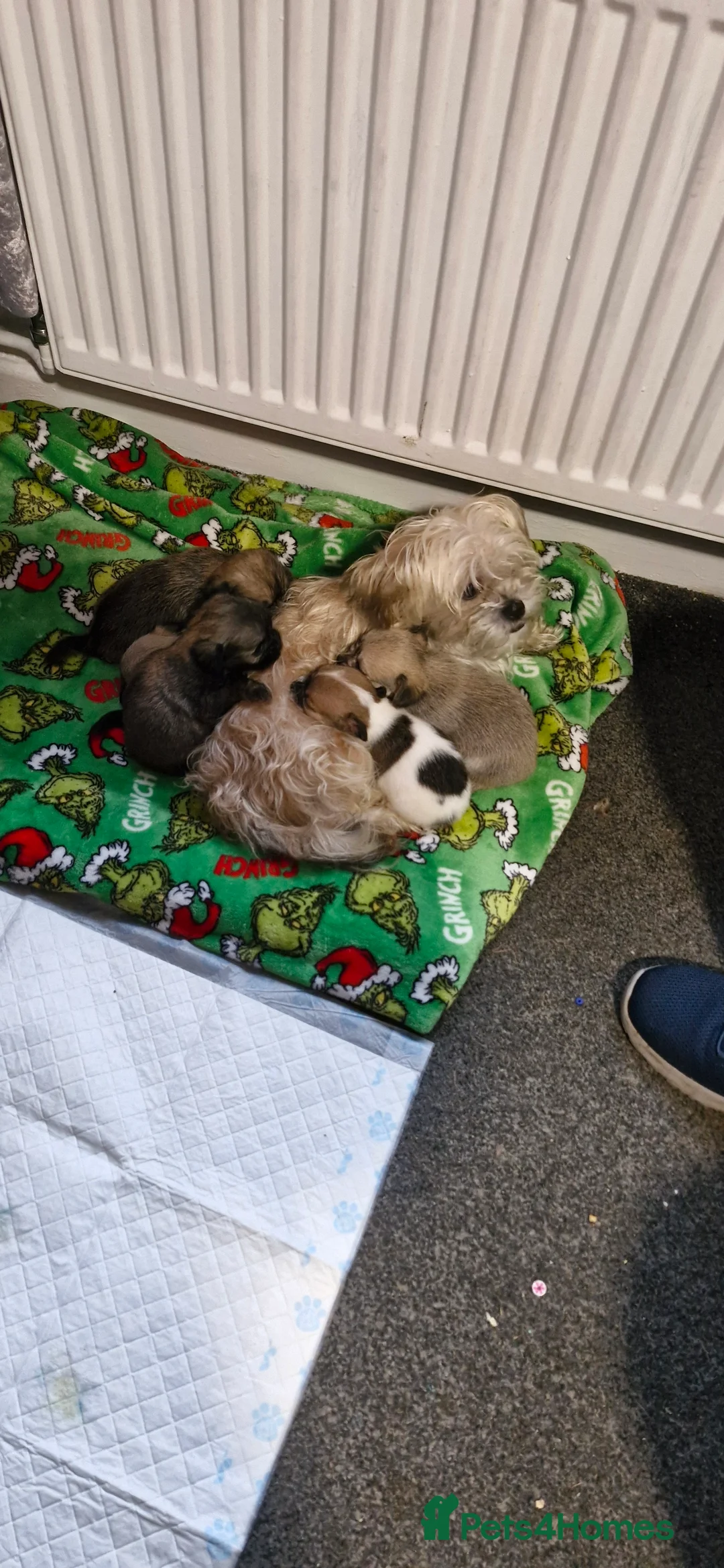 Mixed Breed dogs for sale: Beautiful puppies looking for loving homes - Advert 6