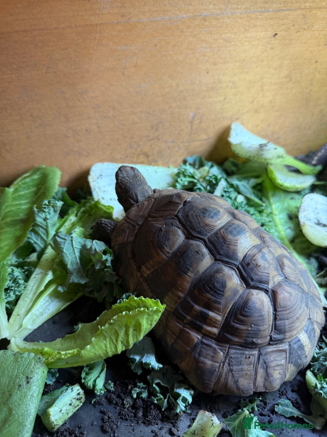 Tortoise reptiles for sale: Hermanns - Image 2