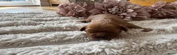 Cavalier King Charles Spaniel dogs for sale: Health tested cavalier King Charles spaniel pups - Advert 10