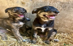 Mixed Breed dogs for sale: Lurcher cross collie pups - Image 4