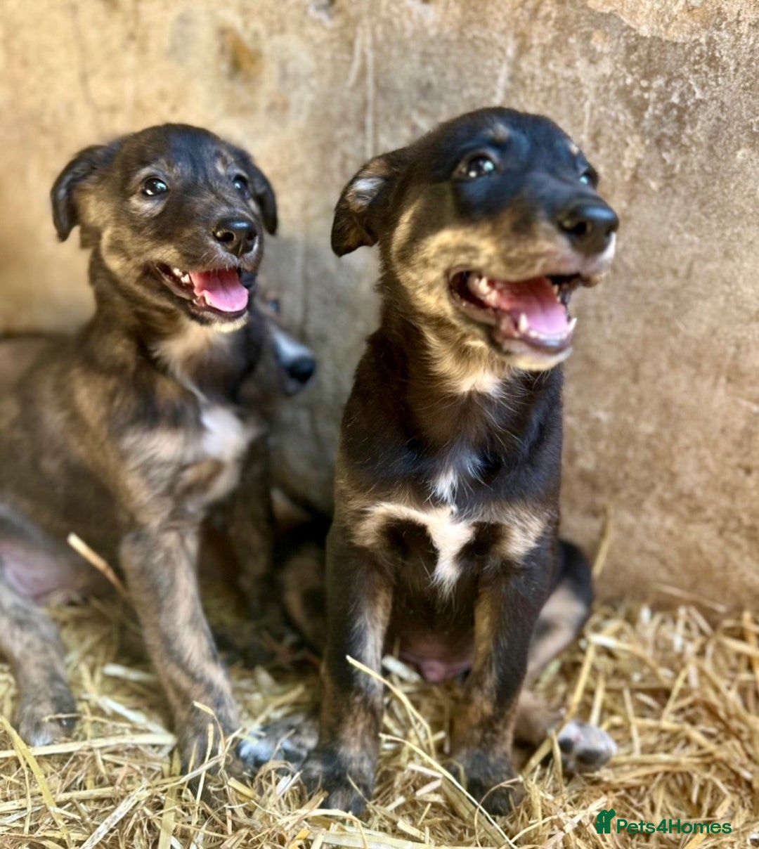 Mixed Breed dogs for sale: Lurcher cross collie pups - Image 4