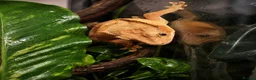 Gecko reptiles for sale: Crested Gecko  - Advert 1