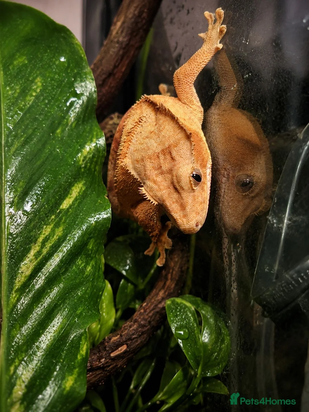 Gecko reptiles for sale: Crested Gecko  - Advert 1