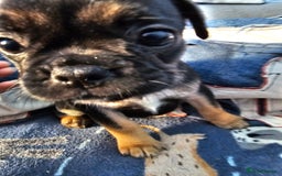 Frug dogs for sale: Frug puppies - Image 10