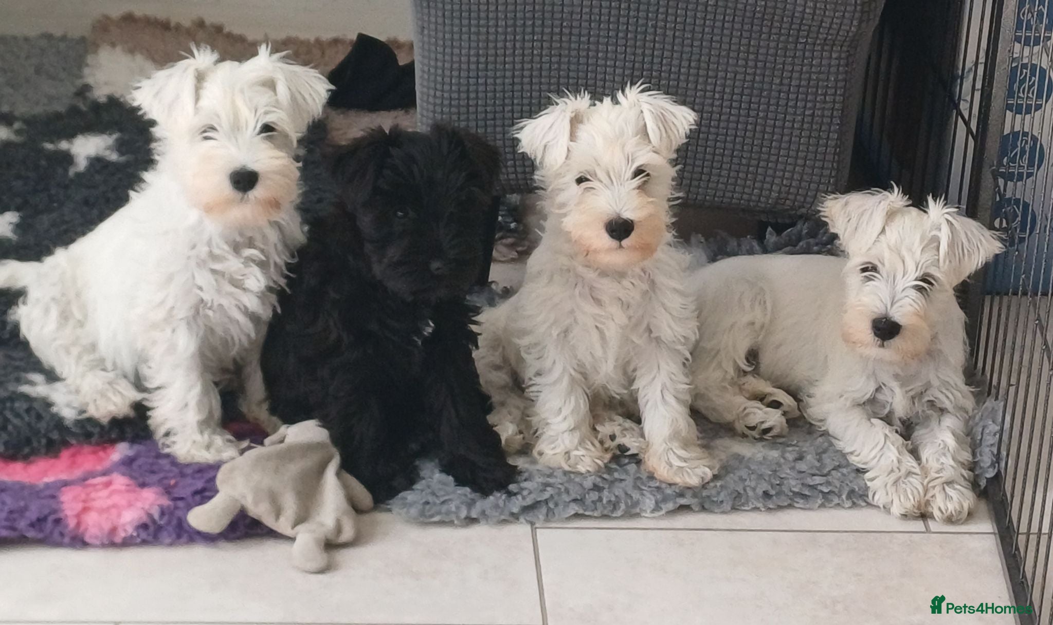 Miniature Schnauzer dogs ***2 Remaining***KC Registered Miniature Schnauzer - Advert 1