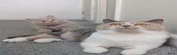 British Shorthair cats for sale: Stunning GCCF British shorthair/longhair kittens - Advert 10