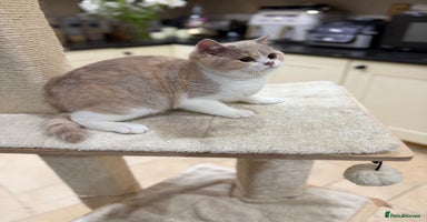 British Shorthair cats Full Pedigree Registered BSH kittens  - Advert 4