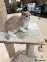 British Shorthair cats Full Pedigree Registered BSH kittens - Advert 13