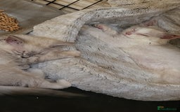 Ragdoll cats for sale:  ragdoll - Image 10