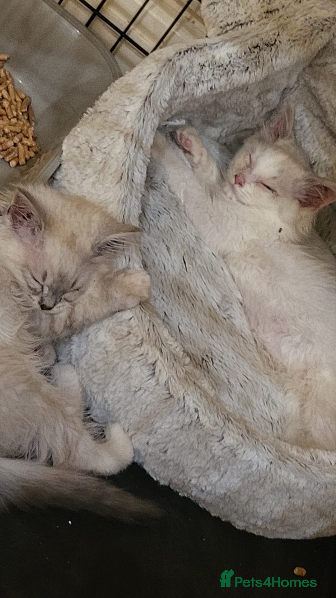 Ragdoll cats for sale:  ragdoll - Image 10