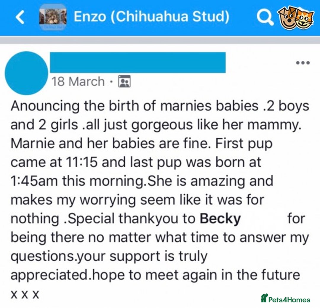 Chihuahua dogs for stud: KC Lilac Tri Long Coat Chihuahua Well Proven Stud in Washington - Advert 14