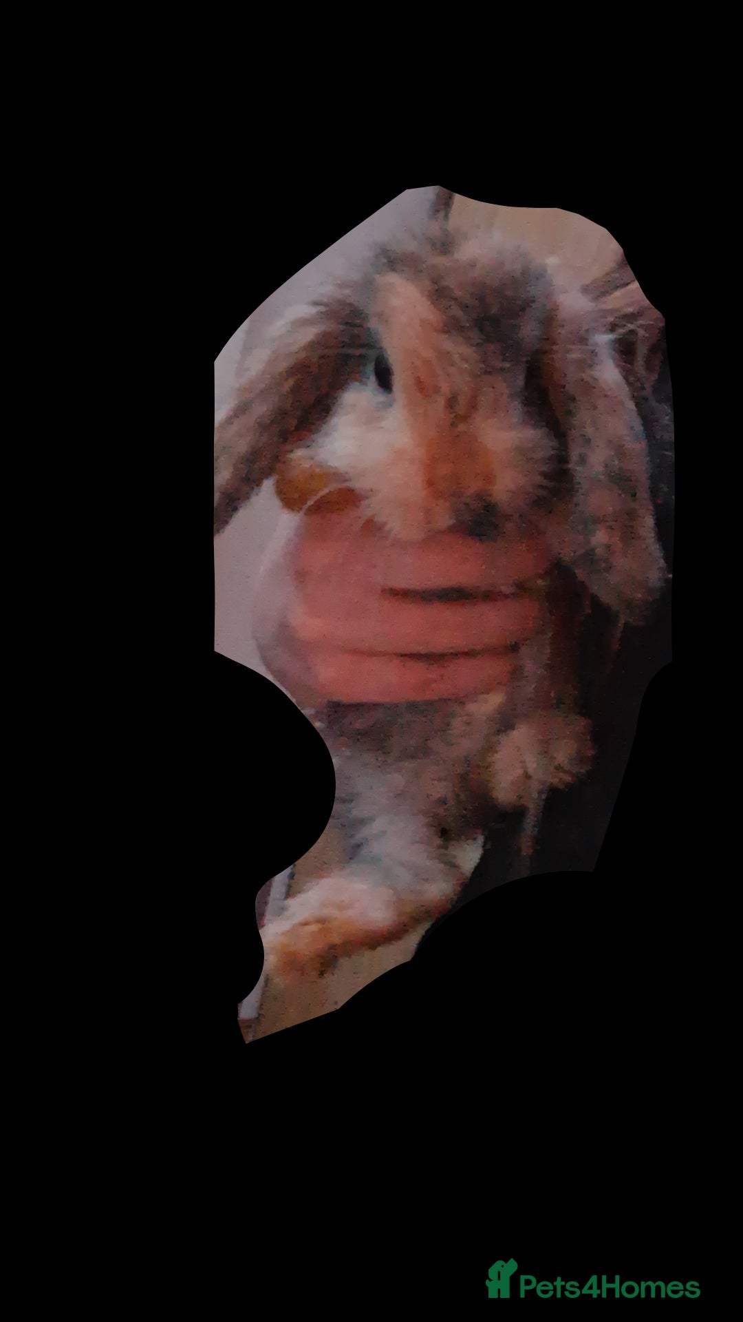Mini Lop rabbits for sale: 6 beautiful mini lops both male amd female - Image 1