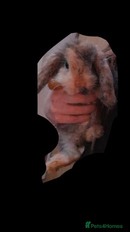 Mini Lop rabbits - Advert 1