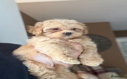 Shihpoo dogs for sale: 🩷 Gorgeous F1 Shih Poo Puppies 💙 - Image 3