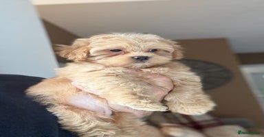 Shihpoo dogs - Advert 6