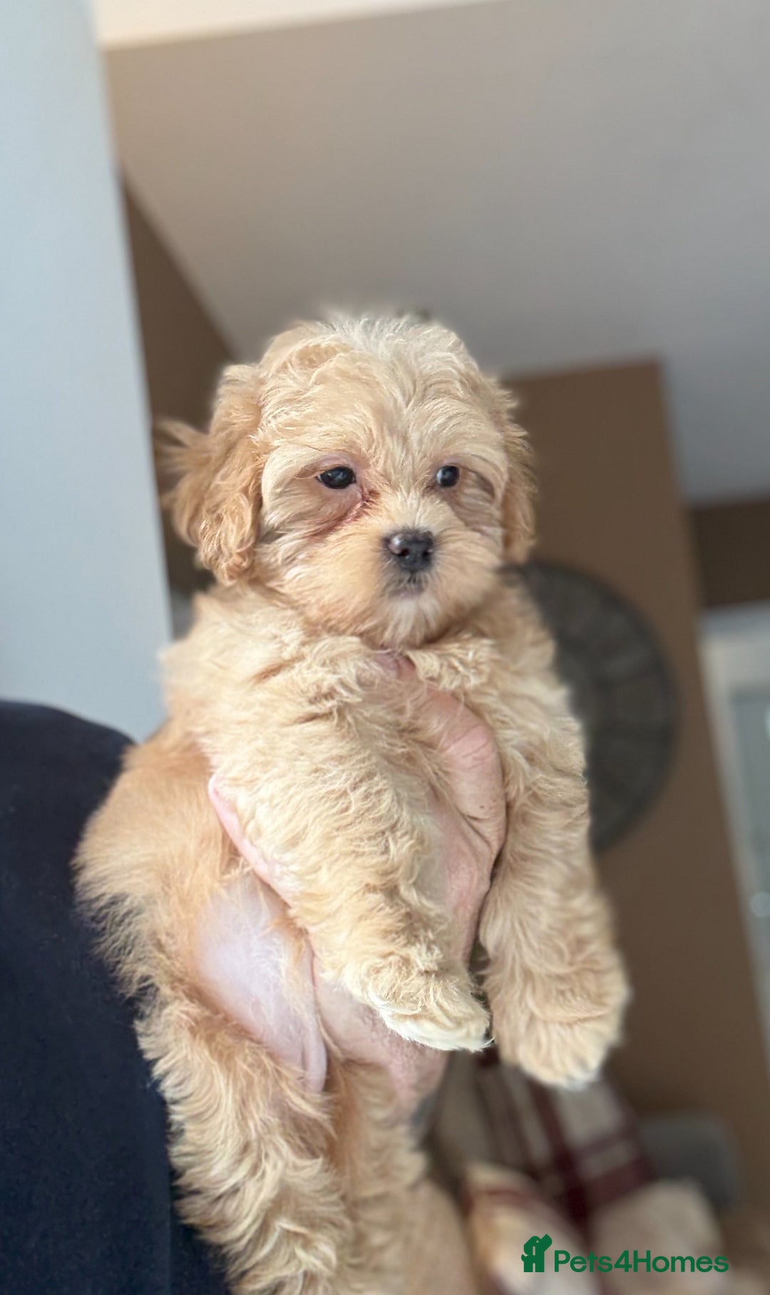 Shihpoo dogs for sale: 🩷 Gorgeous F1 Shih Poo Puppies 💙 - Image 3