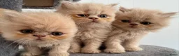 Persian cats for sale: 🐾 Persian Kittens for Sale 🐾 in Coventry - Advert 4