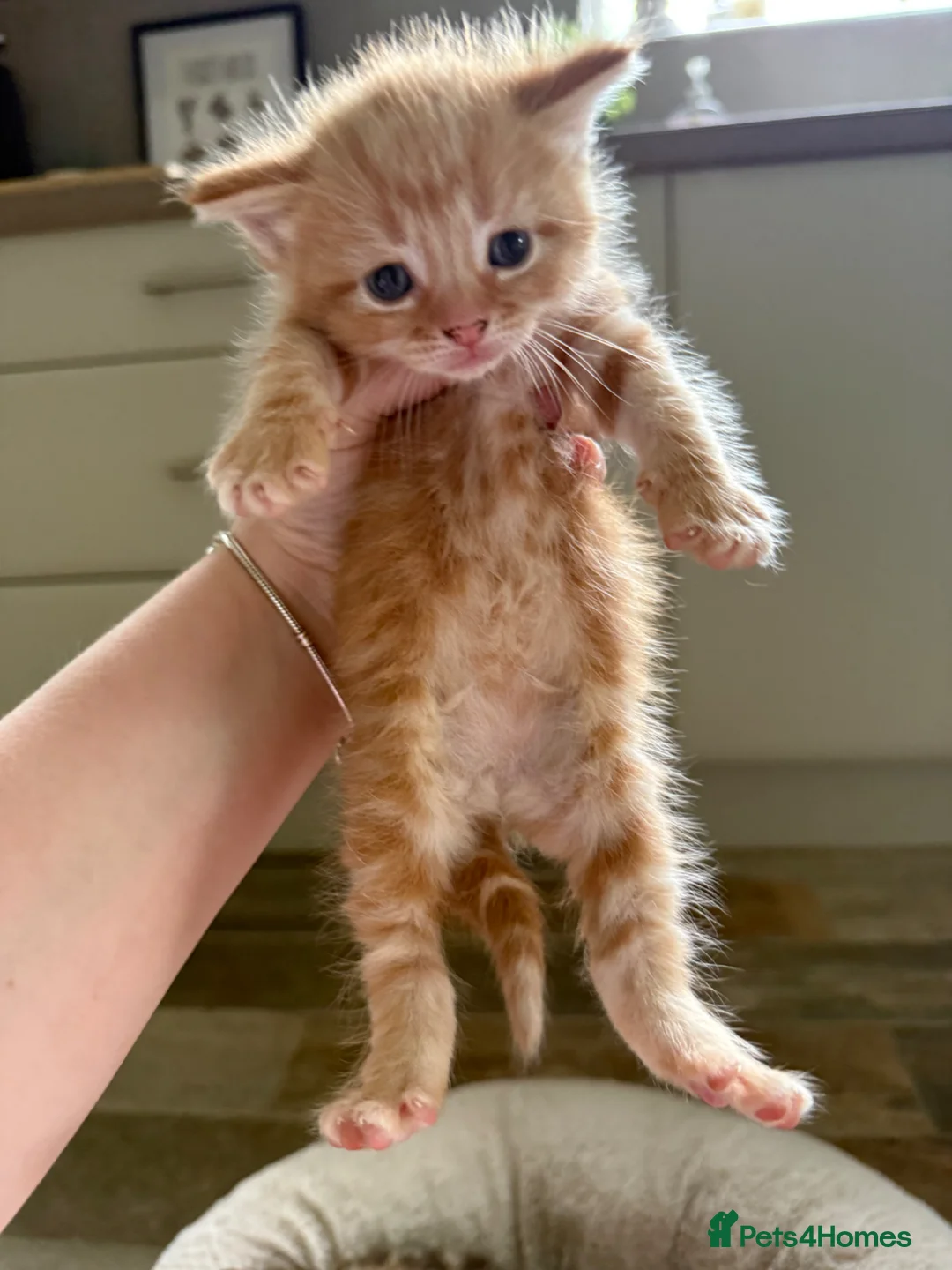 Mixed Breed cats for sale: 7 LEFT - 8 fluffy kittens for sale  - Advert 1