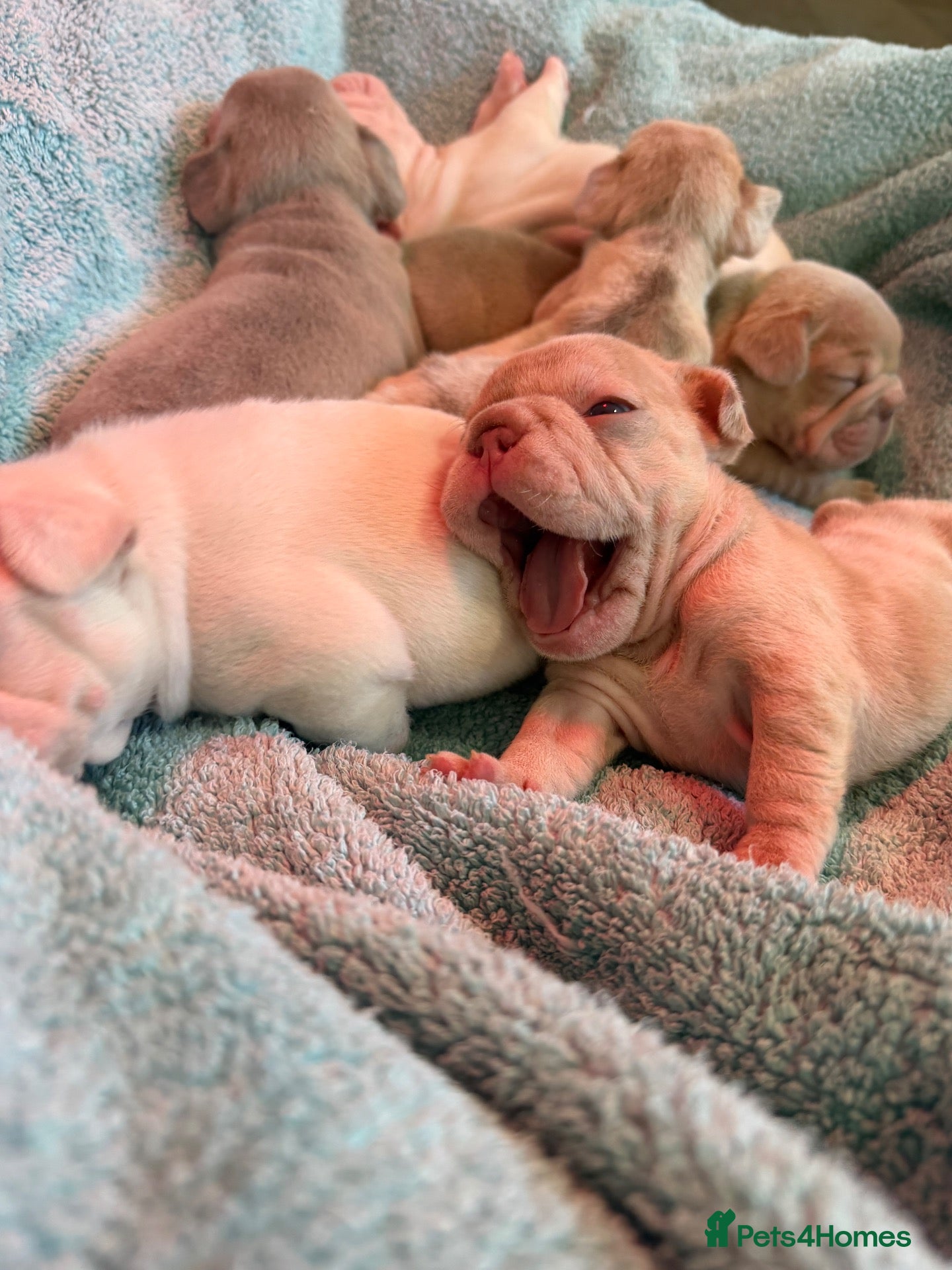 French Bulldog dogs New Shades Puppies/ DNA 🧬 Tested Parents  - Advert 2