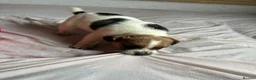 Jack Russell dogs for sale: Outstanding jack russell puppies - Advert 7