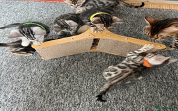 Bengal cats for sale: 🐾 TICA Registered Bengal Kittens 🐆🥰 - Image 15