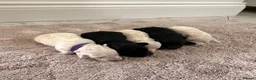 Maltipoo dogs for sale: Home raised Maltipoo puppies 2 boys, 3 girls in Chelmsford - Advert 3