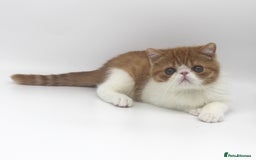 Exotic cats for sale: SHOW QUALITY EXOTIC BOY - Image 3