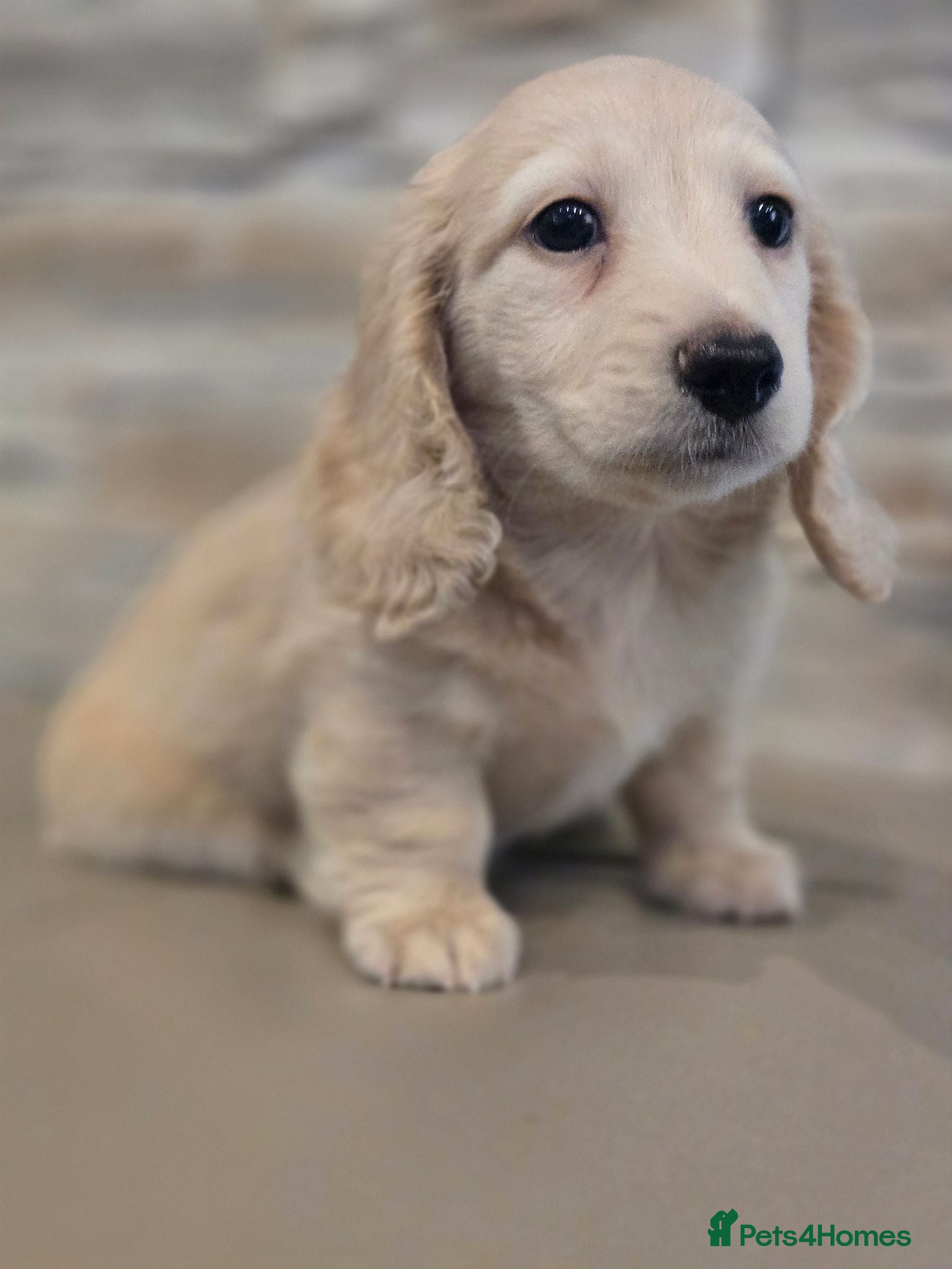 Miniature Dachshund dogs long haired miniature dachshunds  - Advert 14