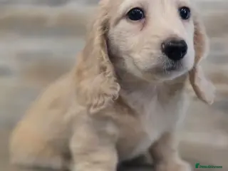 Miniature Dachshund dogs long haired miniature dachshunds - Advert 14