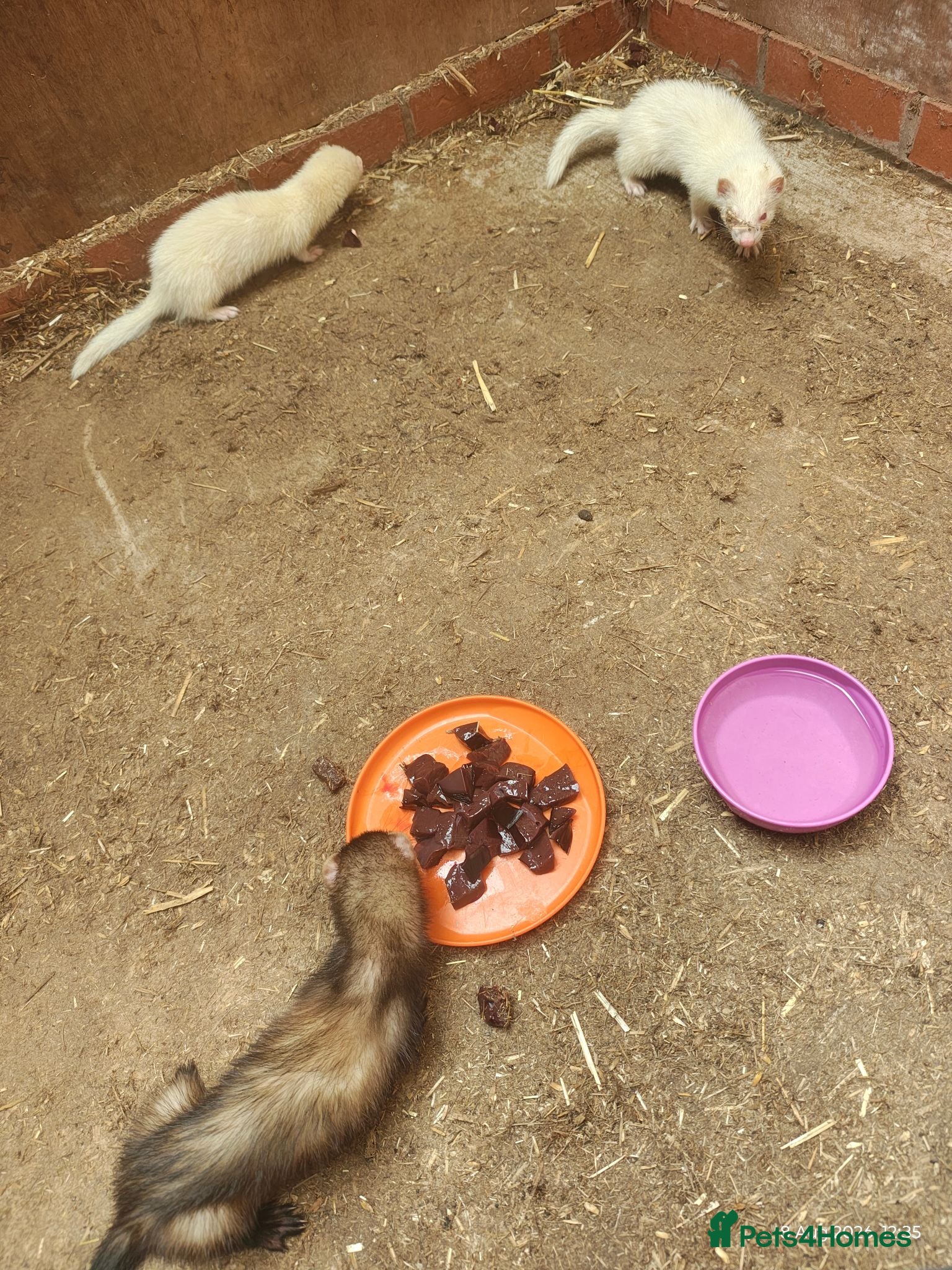 Ferret rodents 3 male ferrets  - Advert 2