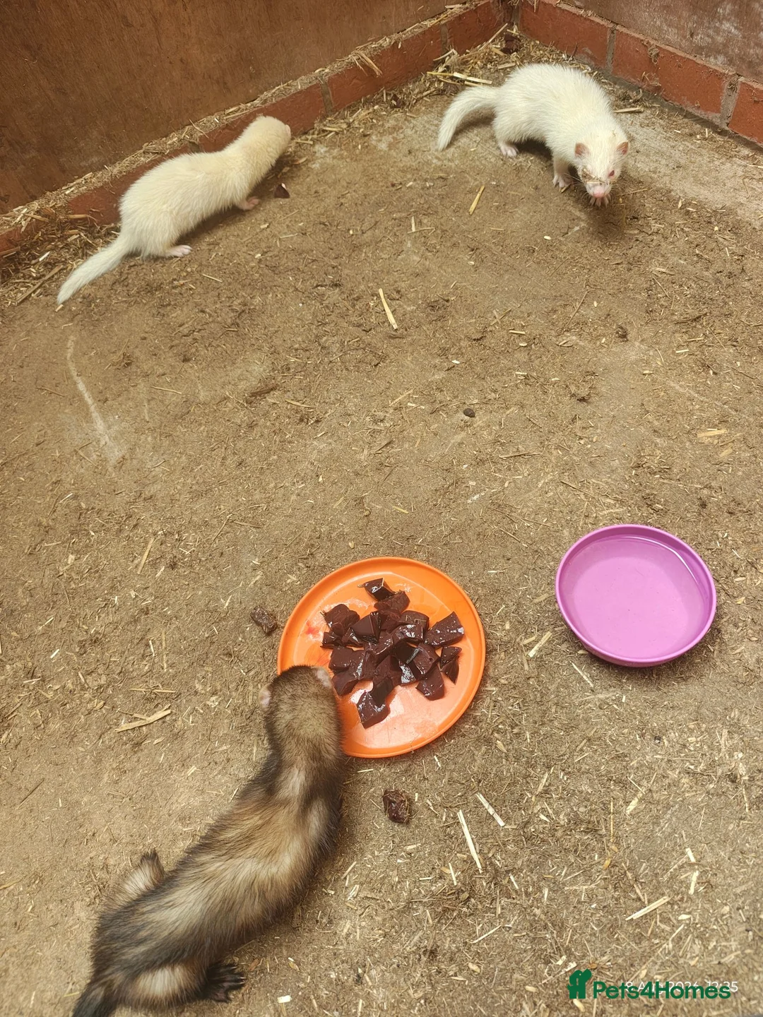 Ferret rodents for sale: 3 male ferrets  in Shrewsbury - Advert 2