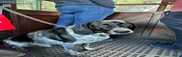 Mixed Breed dogs for sale: Lovely natured dog available for re-home in Derby - Advert 4