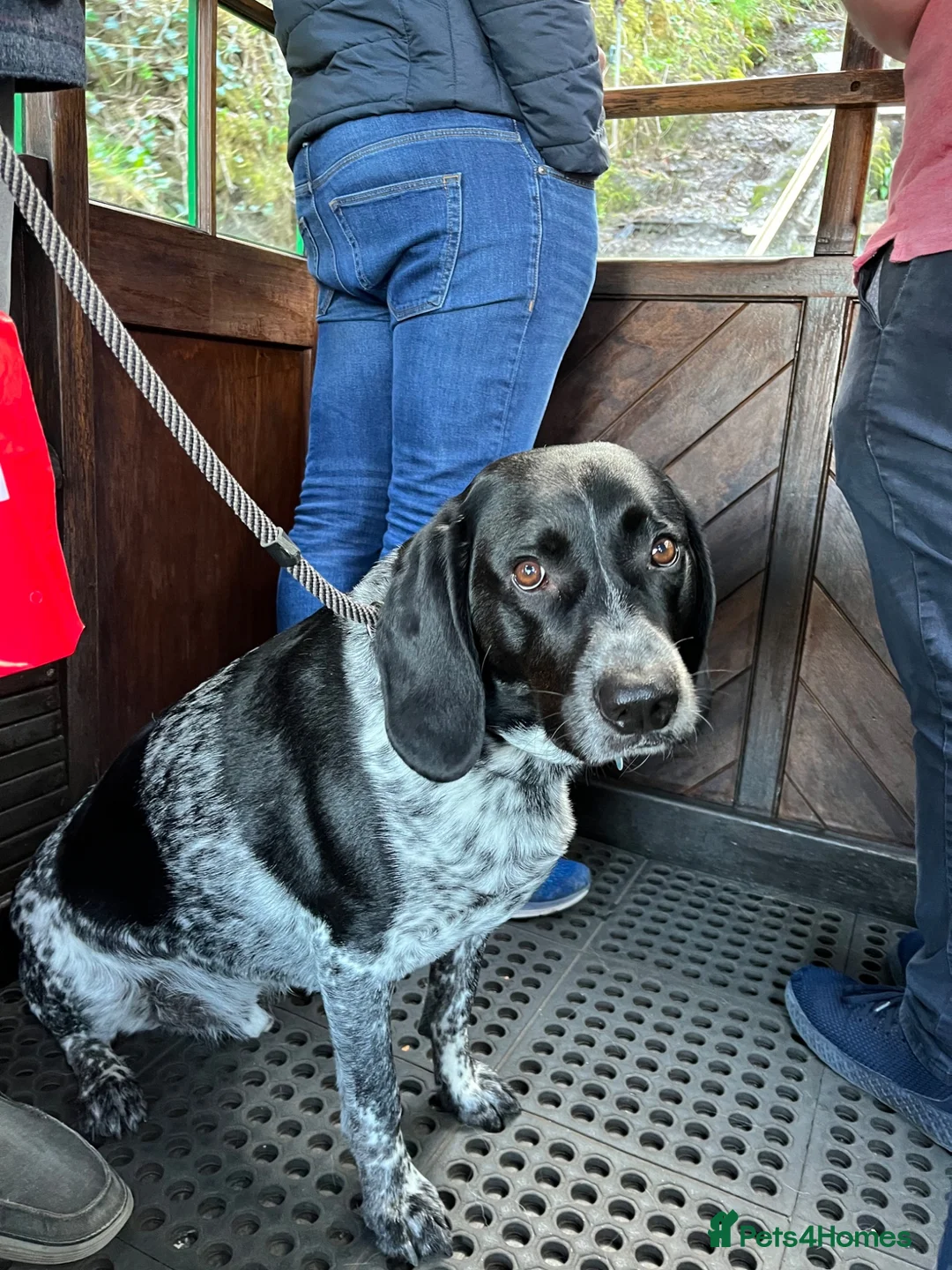 Mixed Breed dogs for sale: Lovely natured dog available for re-home in Derby - Advert 4