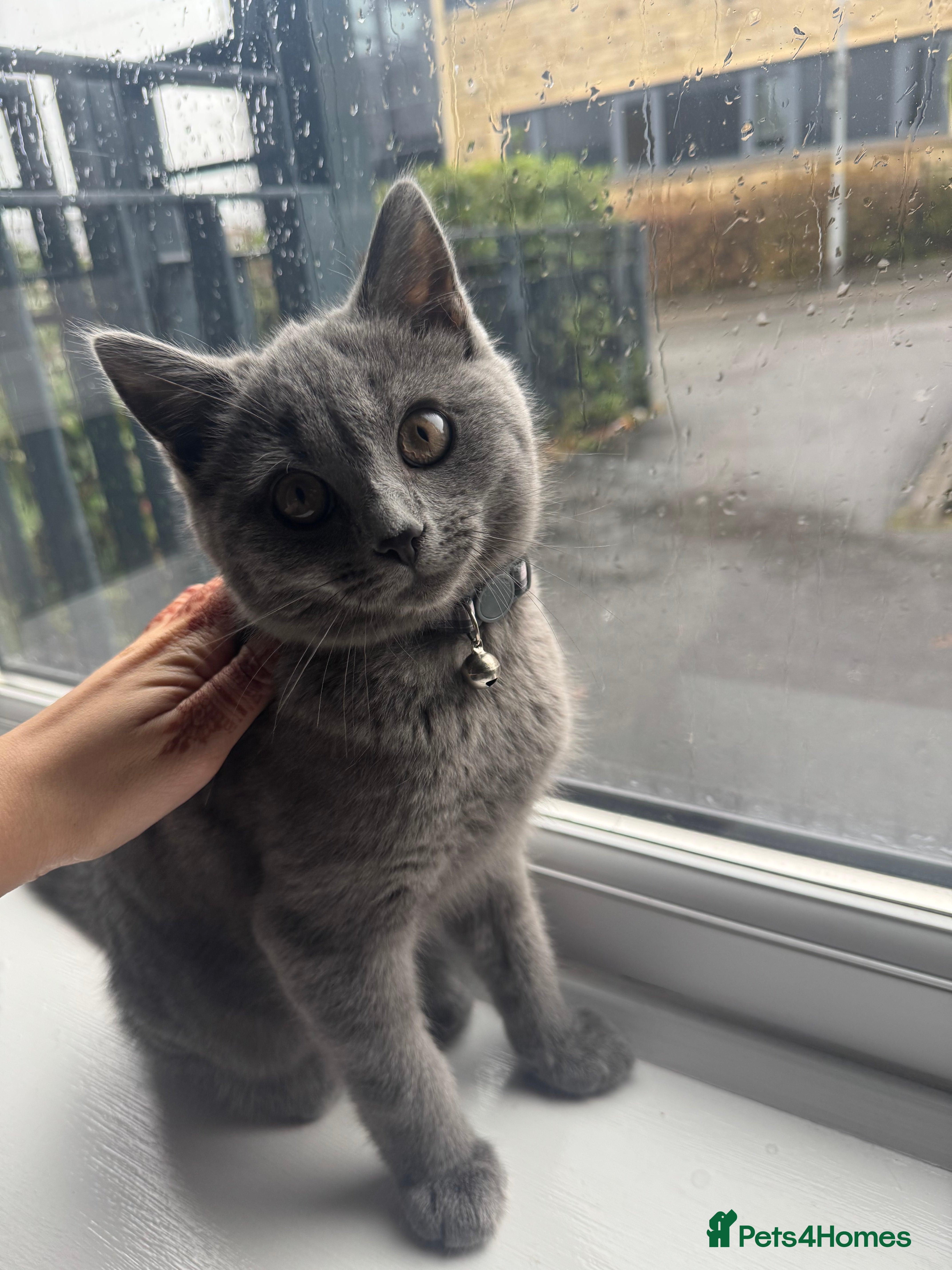 British Shorthair cats British shorthair kitten - Advert 1