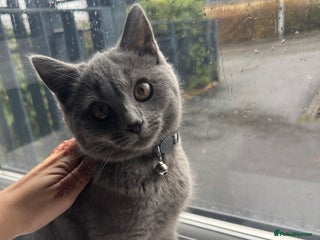 British Shorthair cats British shorthair kitten - Advert 1