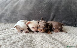 Chihuahua dogs for sale: Long hair chihuahua puppies  - Image 2