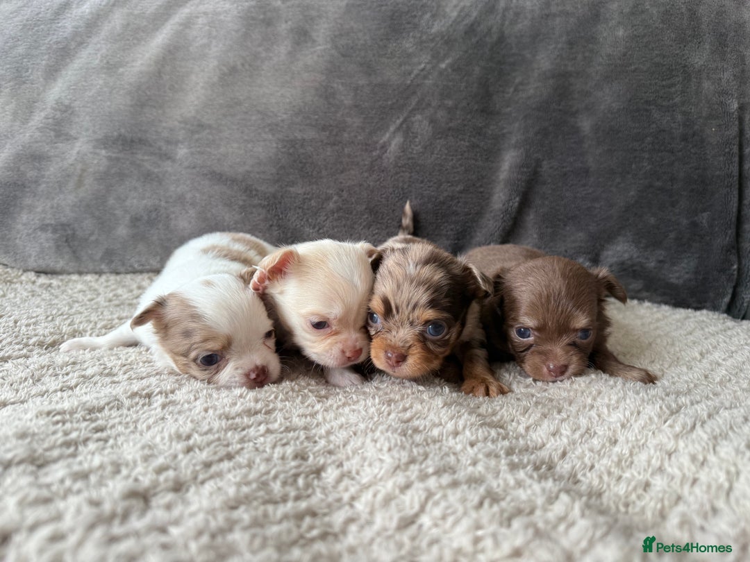 Chihuahua dogs for sale: Long hair chihuahua puppies  - Image 2