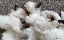 Ragdoll cats for sale: Adorable Ragdoll Kittens - Image 6