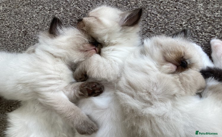 Ragdoll cats - Advert 9