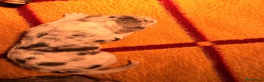 Great Dane 3