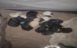 Sprocker dogs for sale: Sprocker Spaniel Puppies  - Image 2