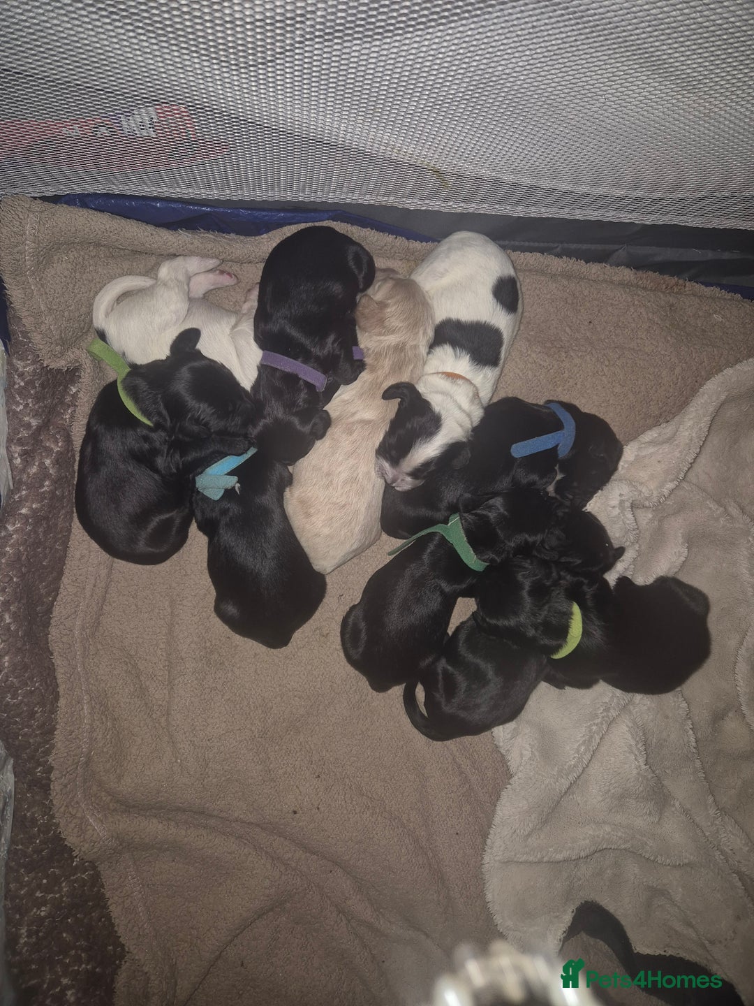 Sprocker dogs for sale: Sprocker Spaniel Puppies  - Image 2
